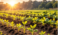 Rows of young crops running toward a low sun, early in the growing season.